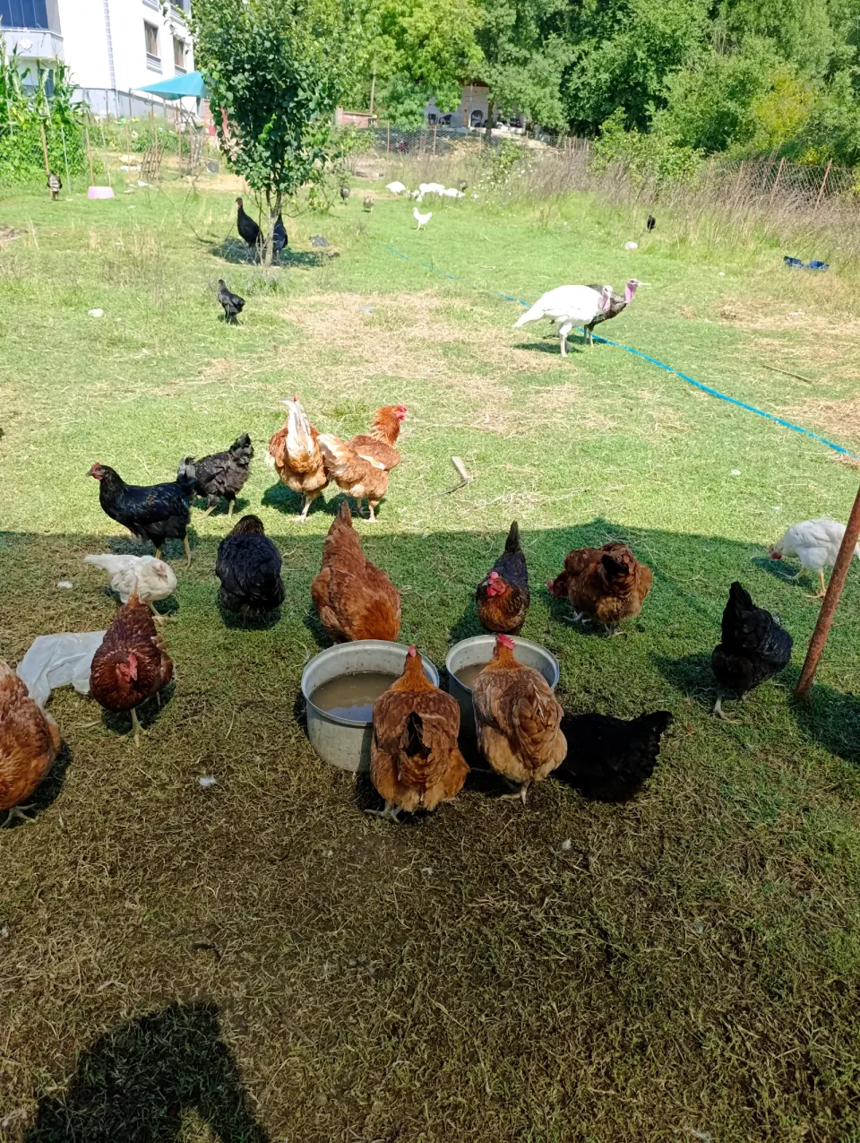 Köy Tavuğu ve Hindi de Kampanya